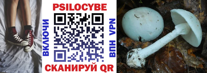 где можно купить   Медвежьегорск  Галлюциногенные грибы Psilocybe 